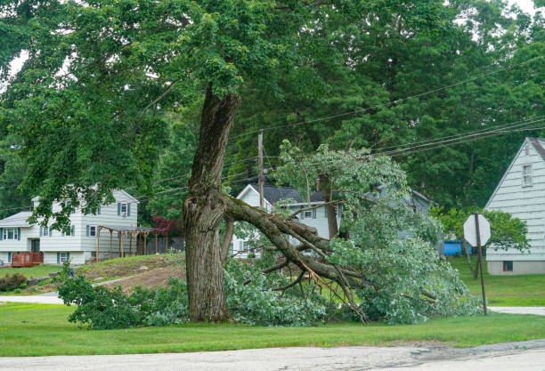 Reliable Mount Gay Shamrock, WV Tree Services Solutions