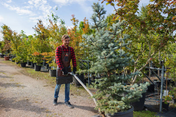 Best Tree Mulching  in Mount Gay Shamrock, WV
